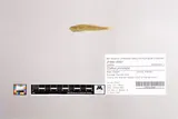 Klamath Lake Sculpin, photographed in Oregon