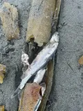 Surf Smelt, photographed in British Columbia