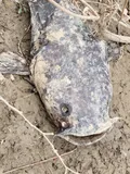 Flathead Catfish, photographed in District of Columbia