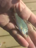 White Perch, photographed in Maryland