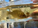 Bluespotted Sunfish, photographed in North Carolina