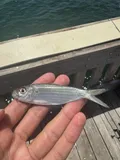 False Herring, photographed in Florida