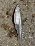 Atlantic Silverside, photographed in Georgia