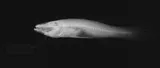 Northern Cavefish, photographed in Kentucky