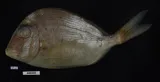 Knobbed Porgy, photographed in Florida
