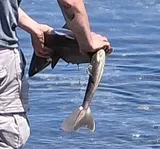 North Pacific Spiny Dogfish, photographed in Washington