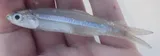 Broad-striped Anchovy, photographed in Florida