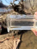 Muscadine Darter, photographed in Alabama