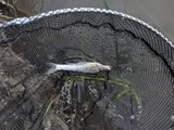 Flathead Chub, photographed in Alberta