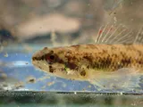 Cypress Darter, photographed in Alabama