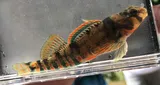 Kanawha Darter, photographed in Virginia