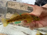 Greenside Darter, photographed in Arkansas