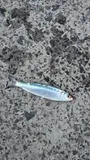 Round Sardinella, photographed in Madeira