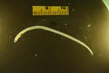 Speckled Worm Eel, photographed in Texas