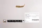 Shoshone Sculpin, photographed in Undefined