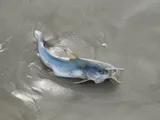 Hardhead Catfish, photographed in Texas