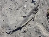 Spiny Dogfish, photographed in North Carolina
