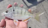 Pinfish, photographed in Florida