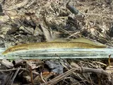 Least Brook Lamprey, photographed in Kentucky