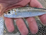 Bluestripe Herring, photographed in Hawaii
