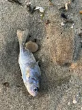 Gray Trout, photographed in Delaware