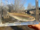 Bluntface Shiner, photographed in Tennessee