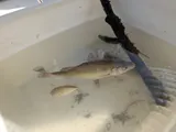 White Perch, photographed in Maryland