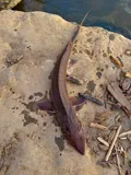 Shovelnose Sturgeon, photographed in Kentucky