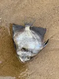 Atlantic Spadefish, photographed in Rio de Janeiro