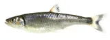 Warpaint Shiner, photographed in Virginia