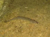 Japanese Weatherfish, photographed in Miyagi
