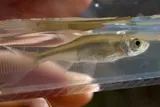 Golden Shiner, photographed in Texas