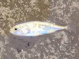 Alaskan Stickleback, photographed in England