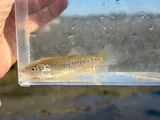 California Killifish, photographed in California