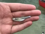 Texas Shiner, photographed in Texas