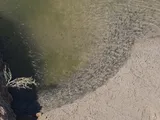 Salt Creek Pupfish, photographed in California