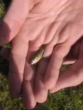 American Flagfish, photographed in Florida