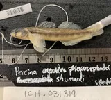 River Darter, photographed in Tennessee