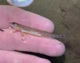 Eastern Sand Darter, photographed in New York