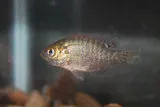 Bantam Sunfish, photographed in Tennessee