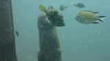 Planehead Filefish, photographed in Islas Canarias