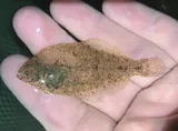 Smallmouth Flounder, photographed in New Jersey