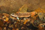 Slabrock Darter, photographed in Tennessee