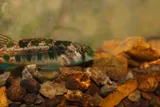 Cumberland Snubnose Darter, photographed in Tennessee
