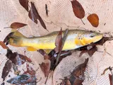Brown Trout, photographed in Utah