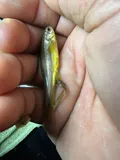 Northern Redbelly Dace, photographed in Ontario