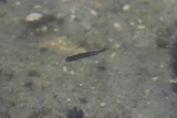 Blue-fintop Minnow, photographed in Florida