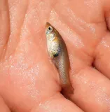 Blotched Gambusia, photographed in Durango