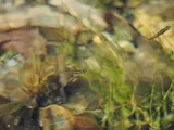 Largespring Gambusia, photographed in Texas