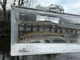White Shiner, photographed in Virginia
